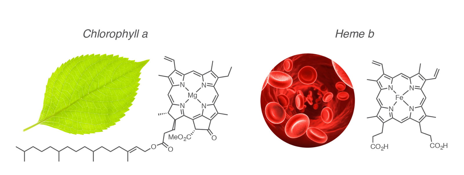 chlorophyll and heme are incredibly similar molecules